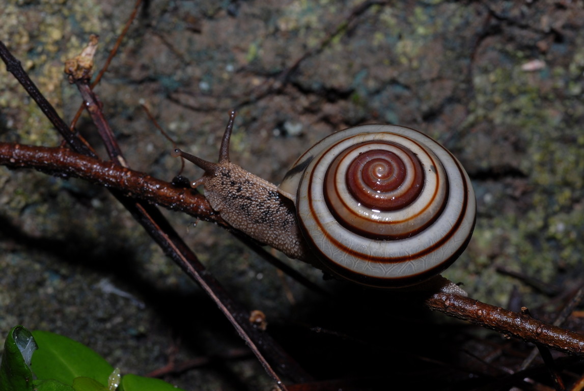 我国最常见的蜗牛图片