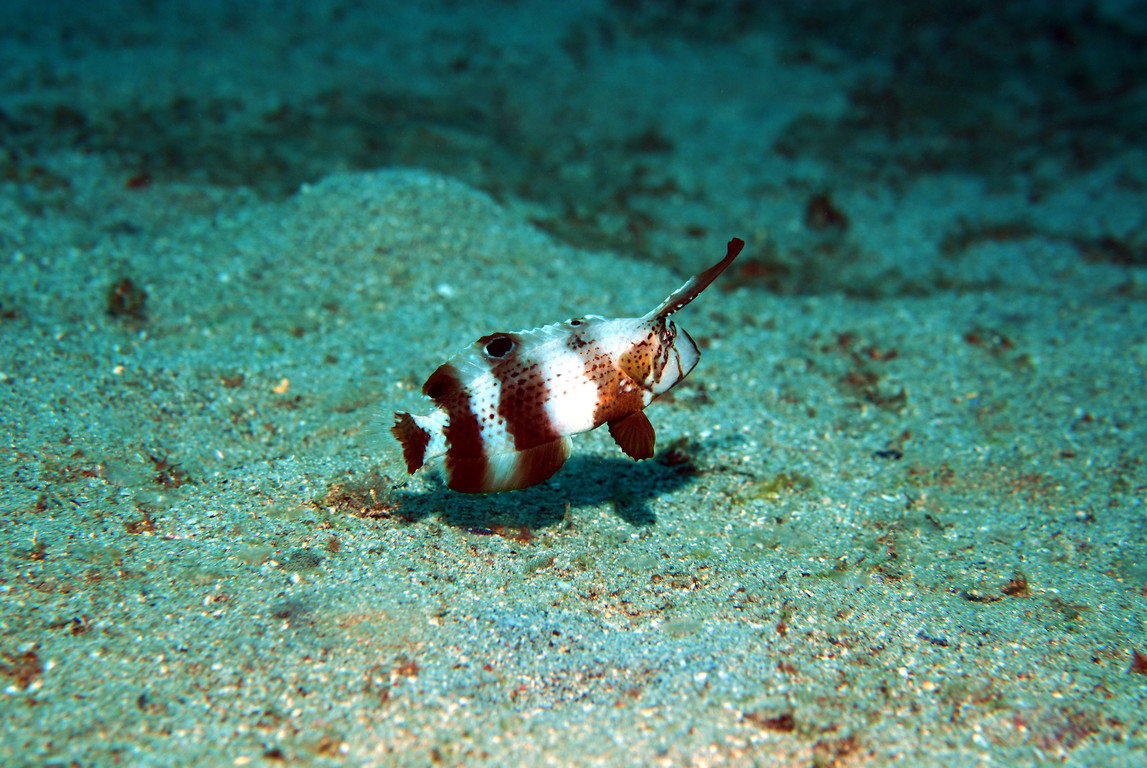 離鰭頸鰭魚 :: OceanTag 學習網