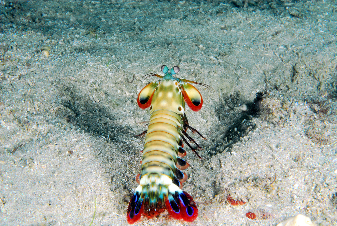 蝉形齿指虾蛄图片