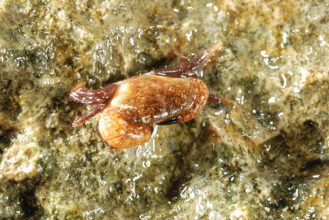 Buy Verapamil Online Uk