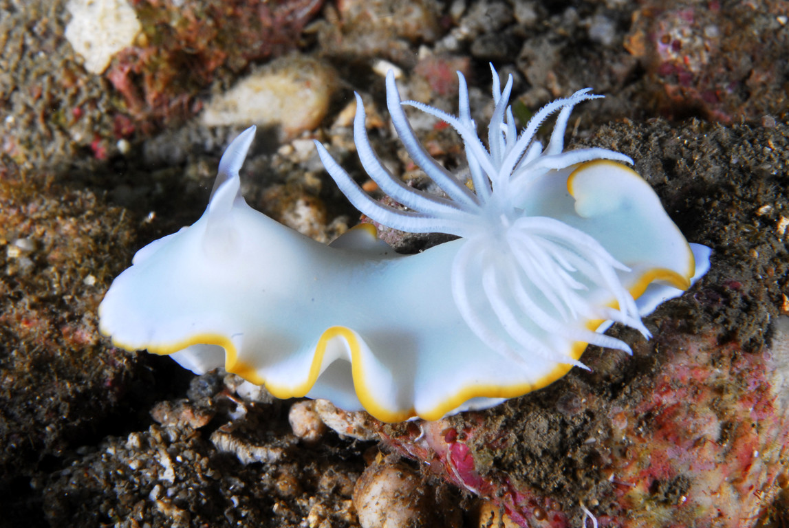 多角海蛞蝓图片