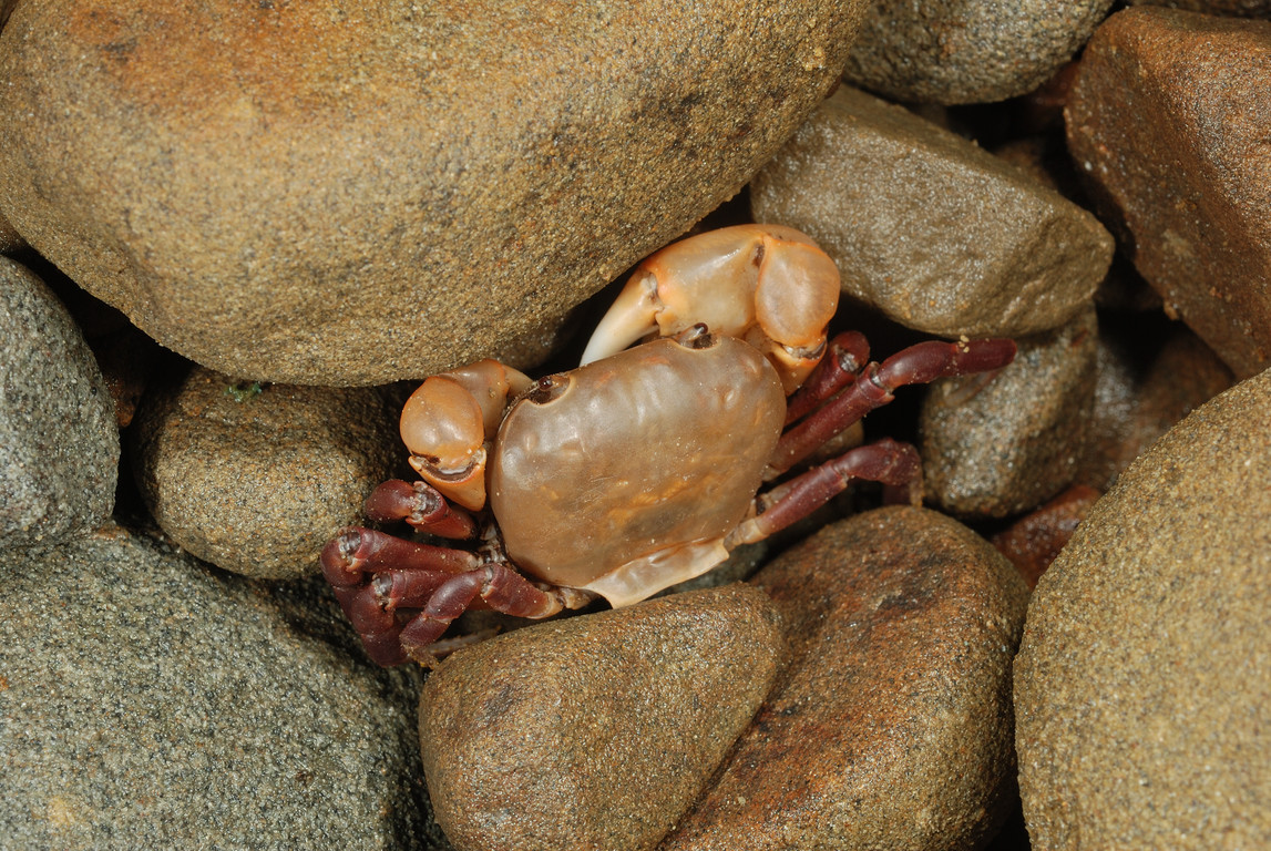 光滑表方蟹epigrapsus politus