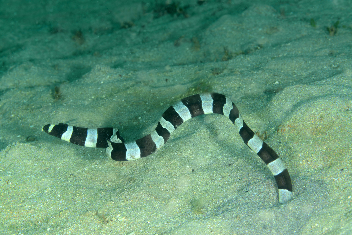 花鳗海蛇图片