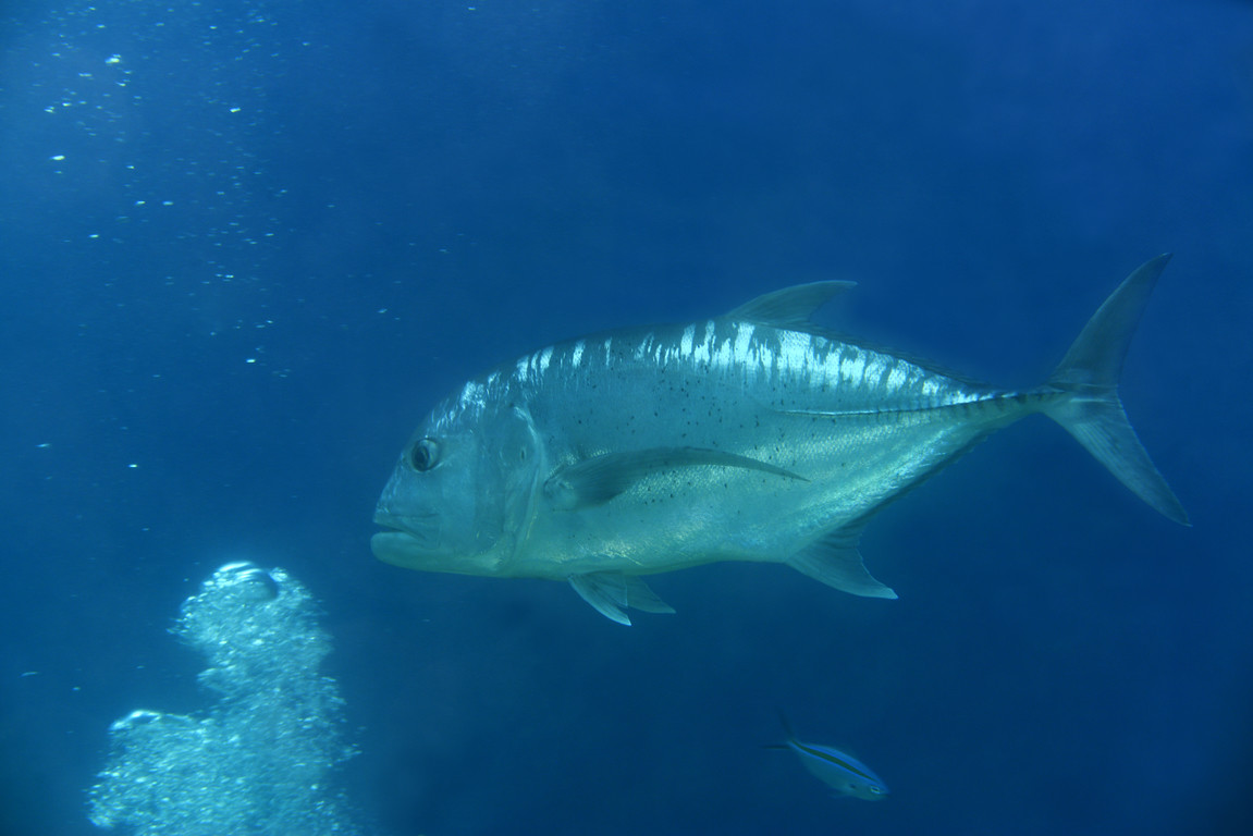 金帶細鰺 :: OceanTag 學習網