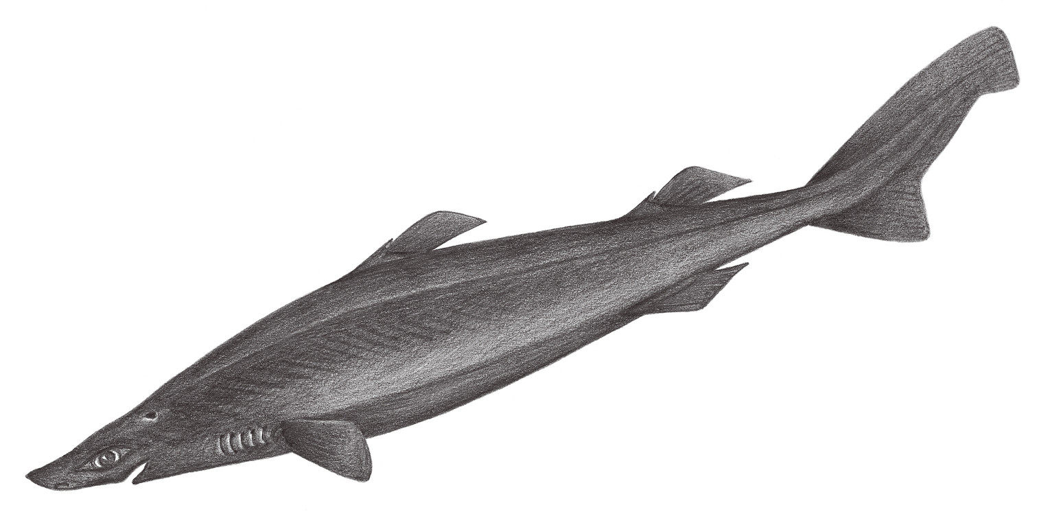 异鳞鲨 scymnodon squamulosus (günther, 1877)