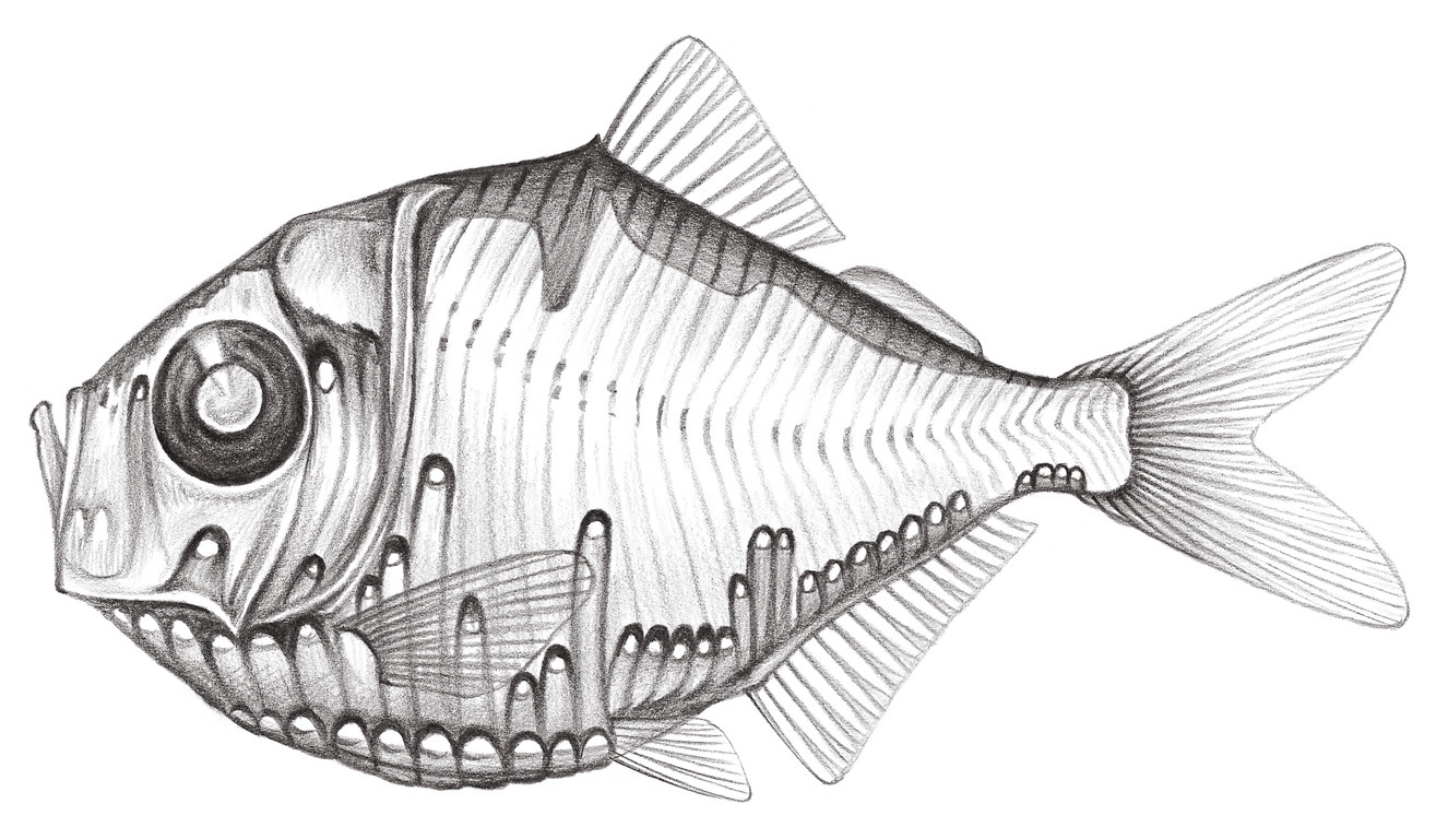 烛光鱼 polyipnus sp. chang & shao, 2004