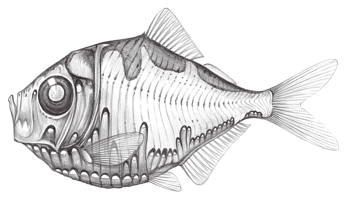 三烛光鱼 polyipnus triphanos schlutz, 1938
