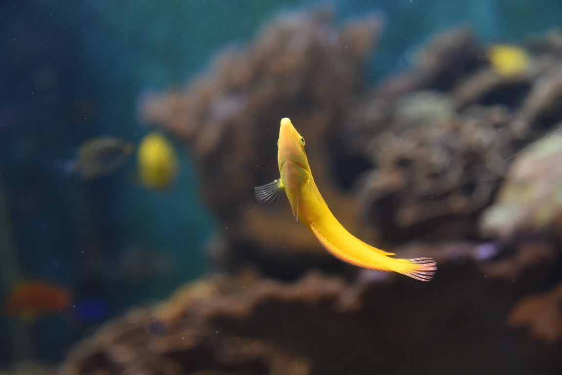 鰭端 :: OceanTag 學習網