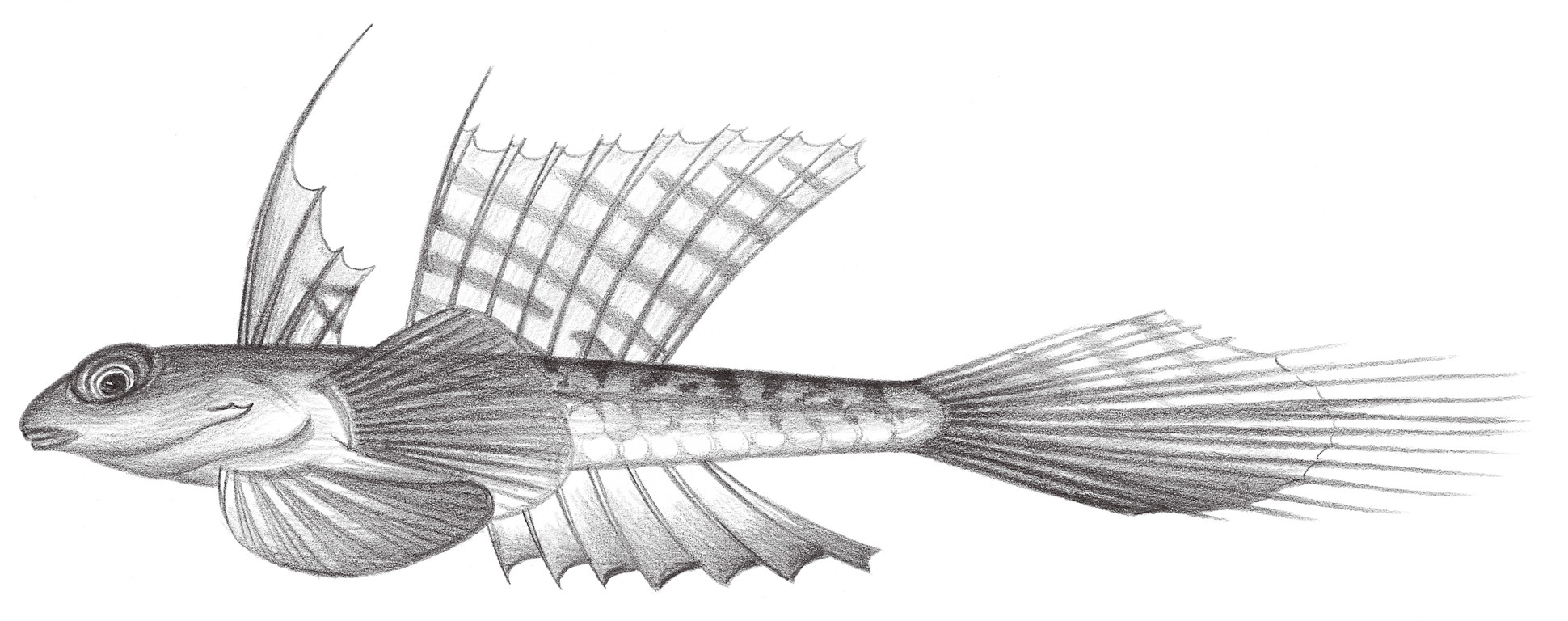 帆鳍棘红 foetorepus altivelis (temminck & schlegel, 1845)