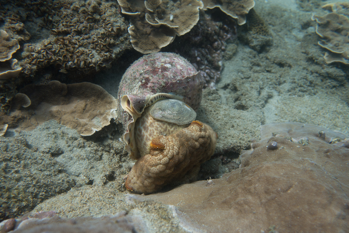 法螺捕食棘冠海星图片