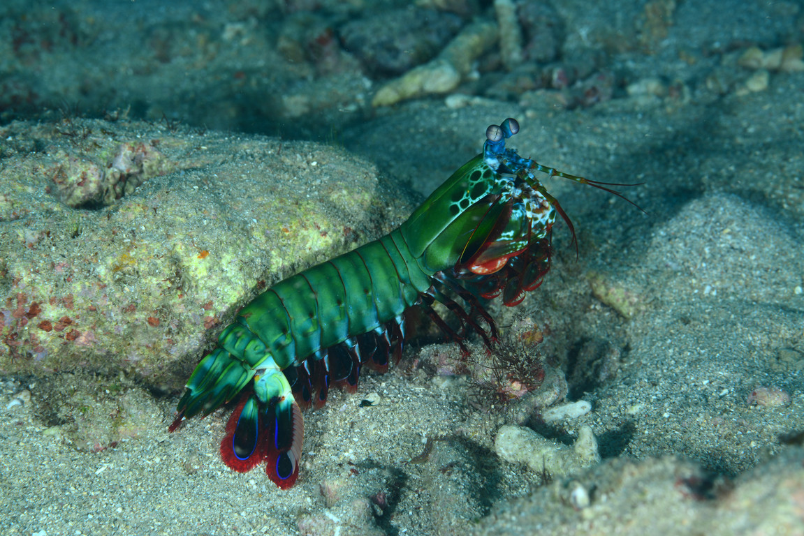 海蛄虾科图片